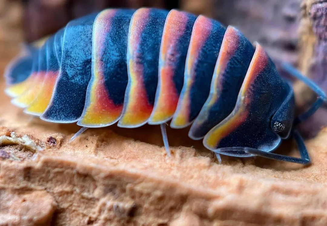 Isopods for Sale